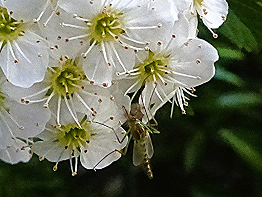 コデマリの花に留まる虫