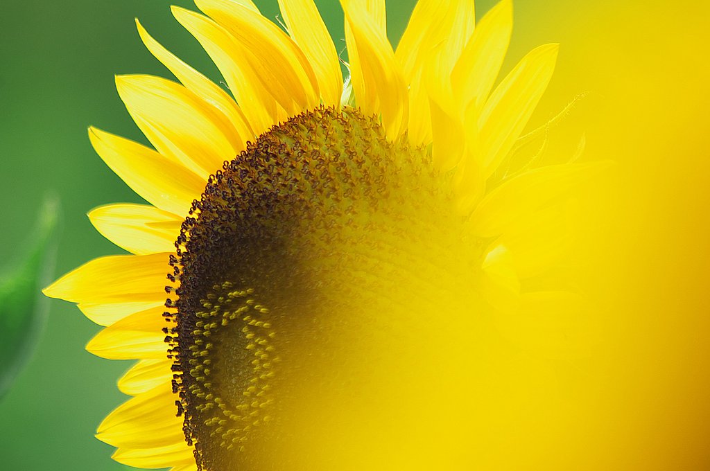 夏花の印象
