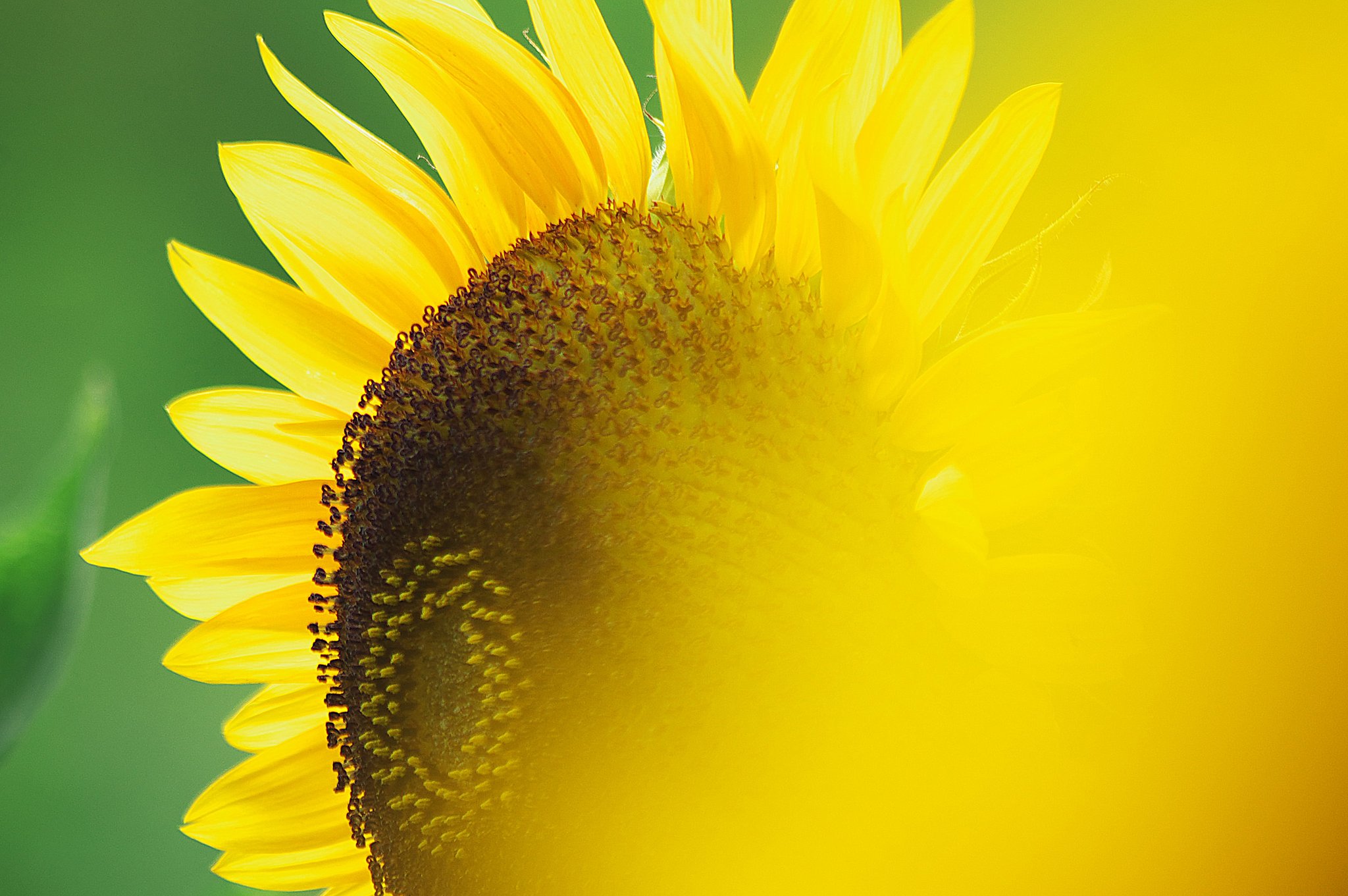夏花の印象
