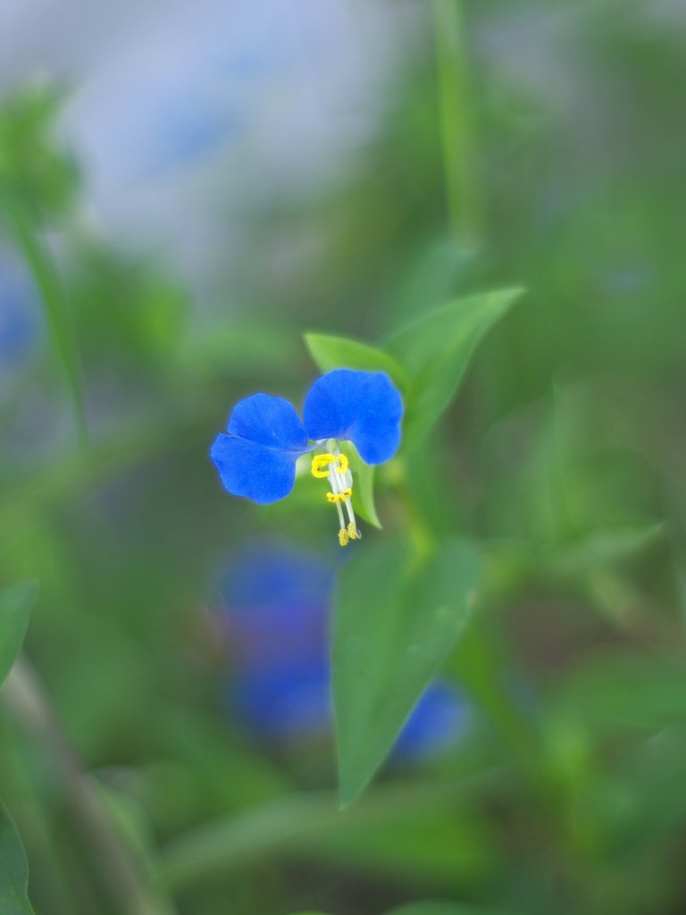 野辺の花