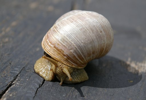 Roman snail
