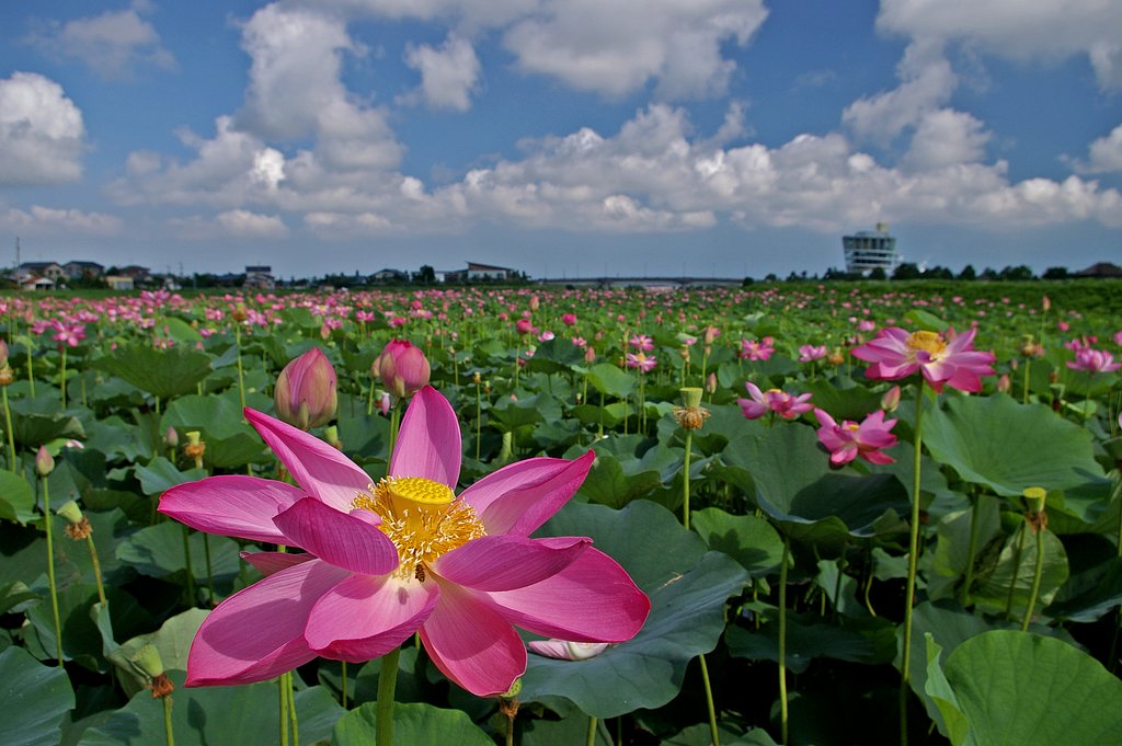 蓮池夏景