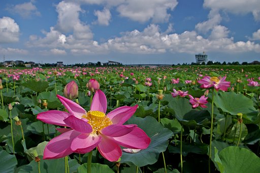 蓮池夏景