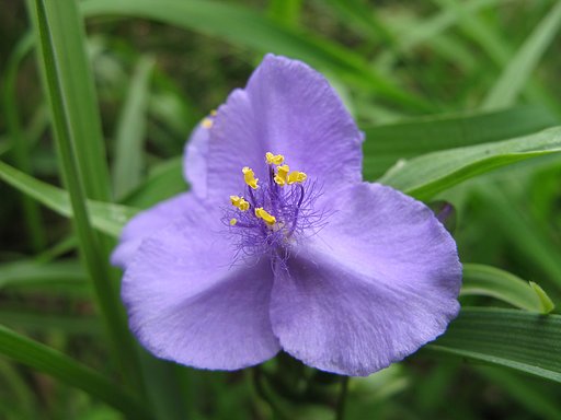 お庭のお花・・・