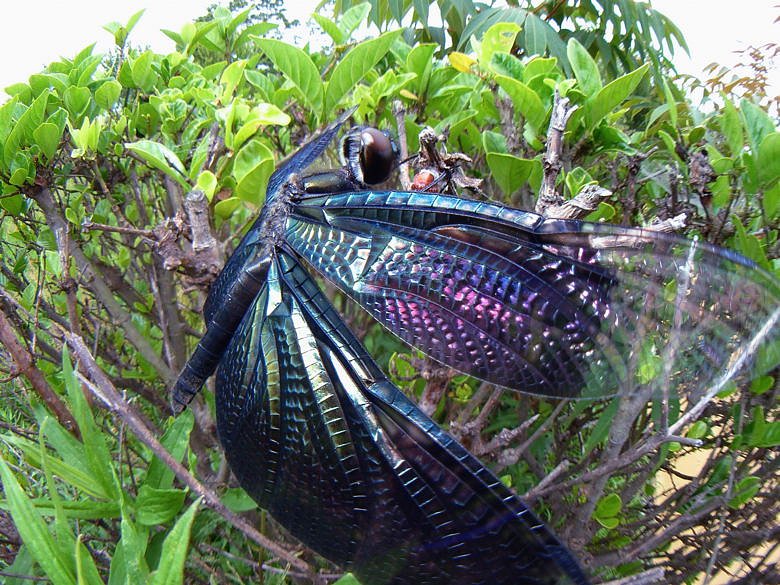 怪鳥現る？