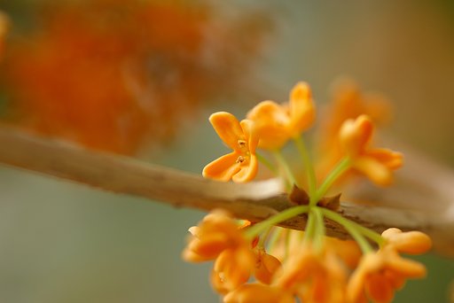 キンモクセイの撮り方？