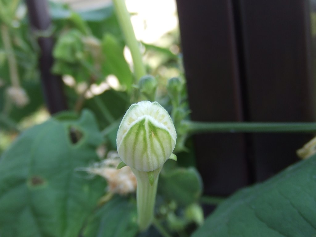 エイリアンの卵・・・・・