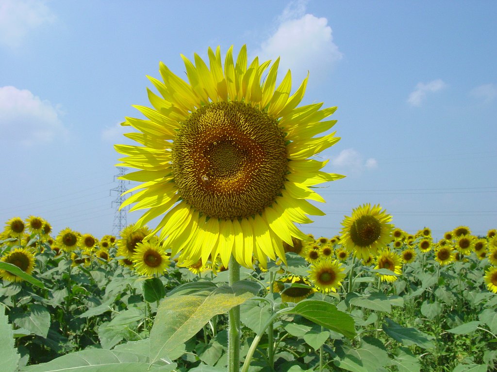 ひまわりの花畑