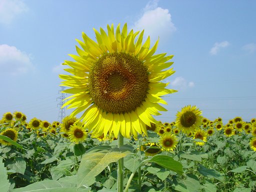 ひまわりの花畑
