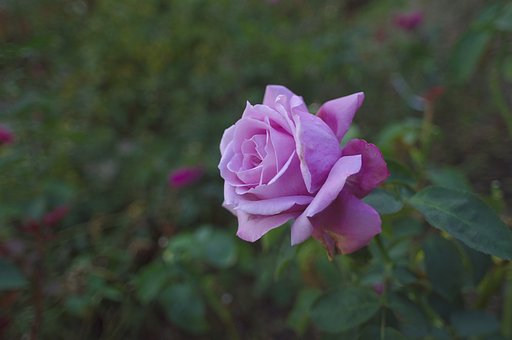 黄昏にひとり