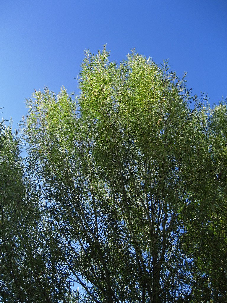 秋空の日