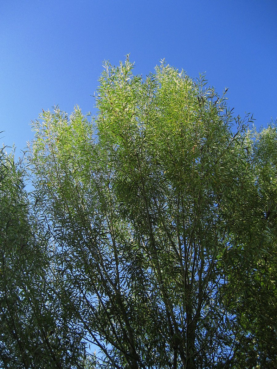 秋空の日