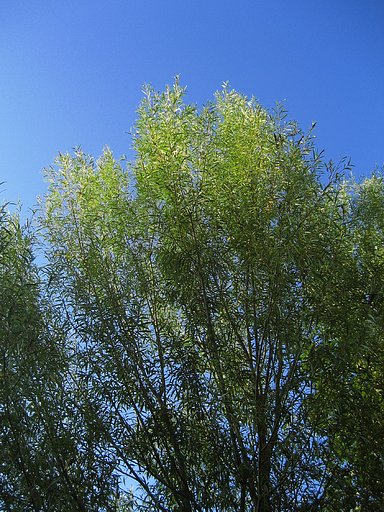 秋空の日