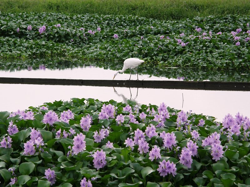 ホテイアオイ