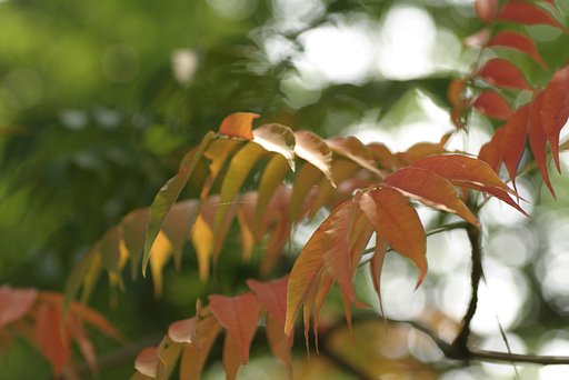 今年の紅葉