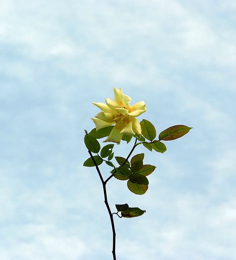 孤高の薔薇