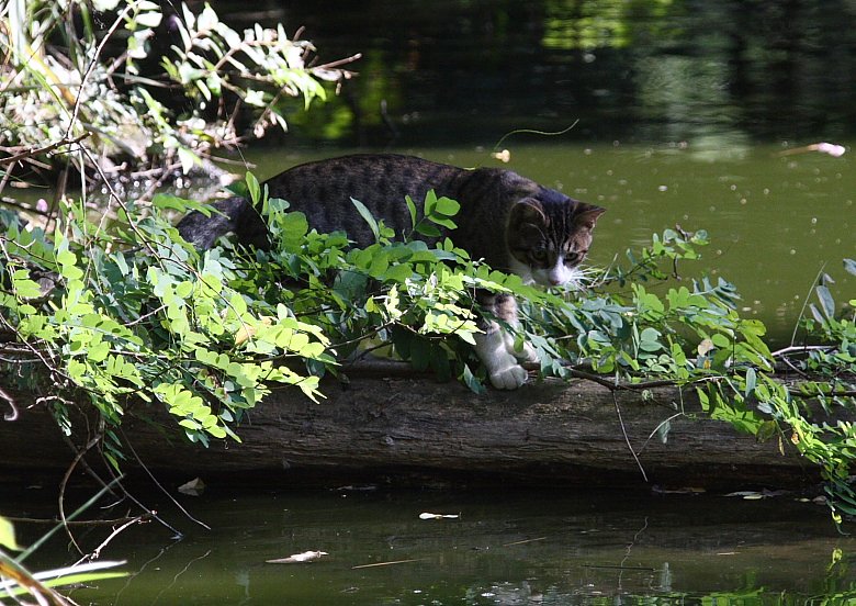 公園の猫！