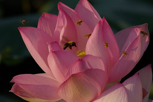 花粉争奪戦