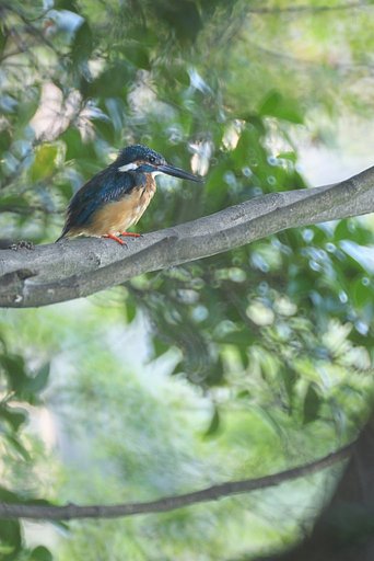 カワちゃん@*ist DS2&ケンコー「ミラーレンズ 500mm F6.3 DX」♪