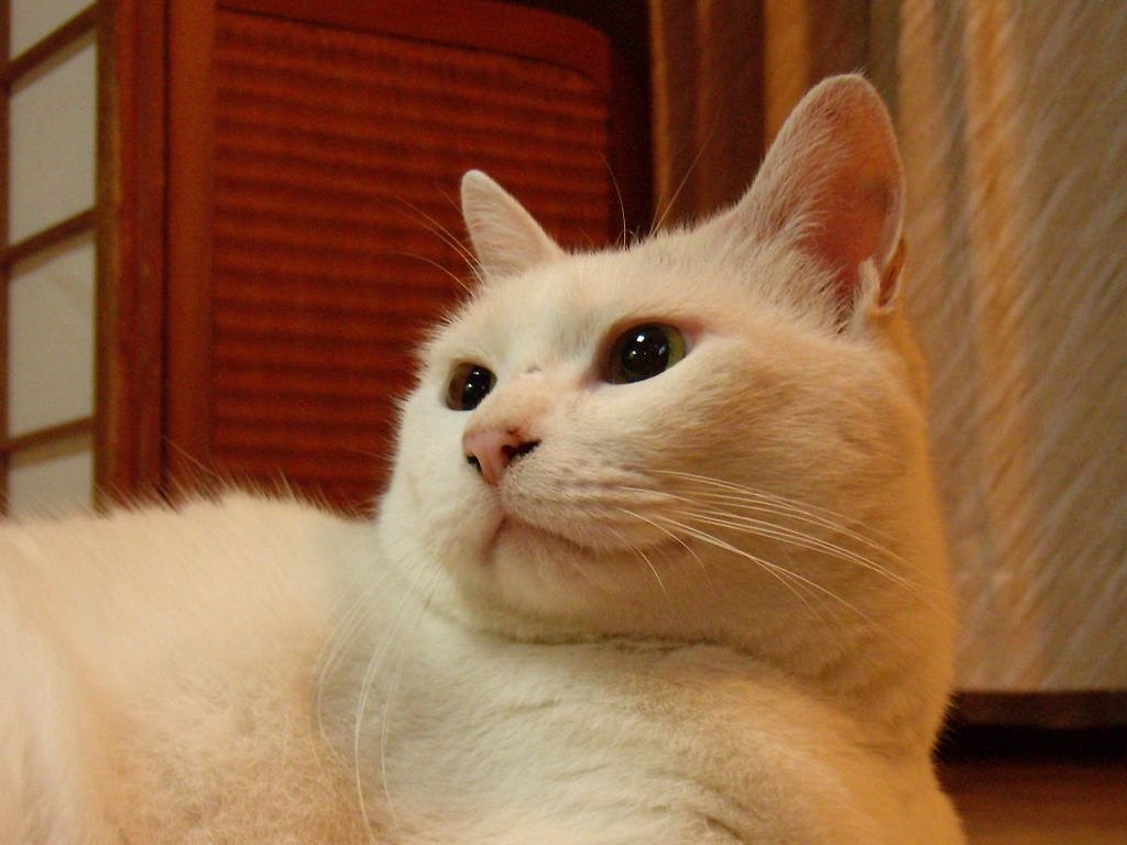 うちのねこ
