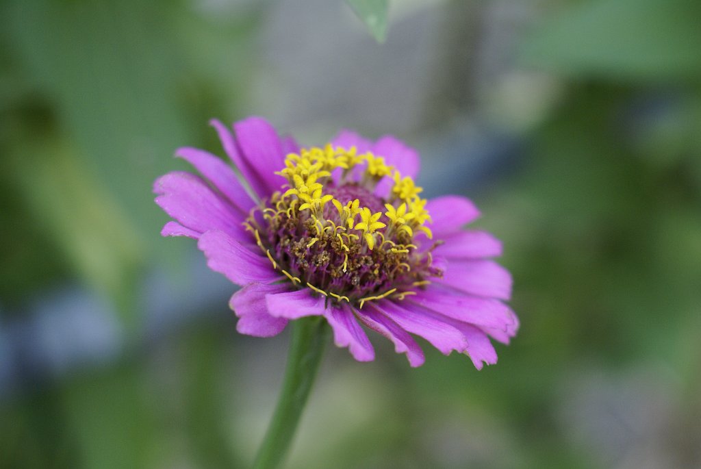 PANCOLAR 1.8/50 でお花