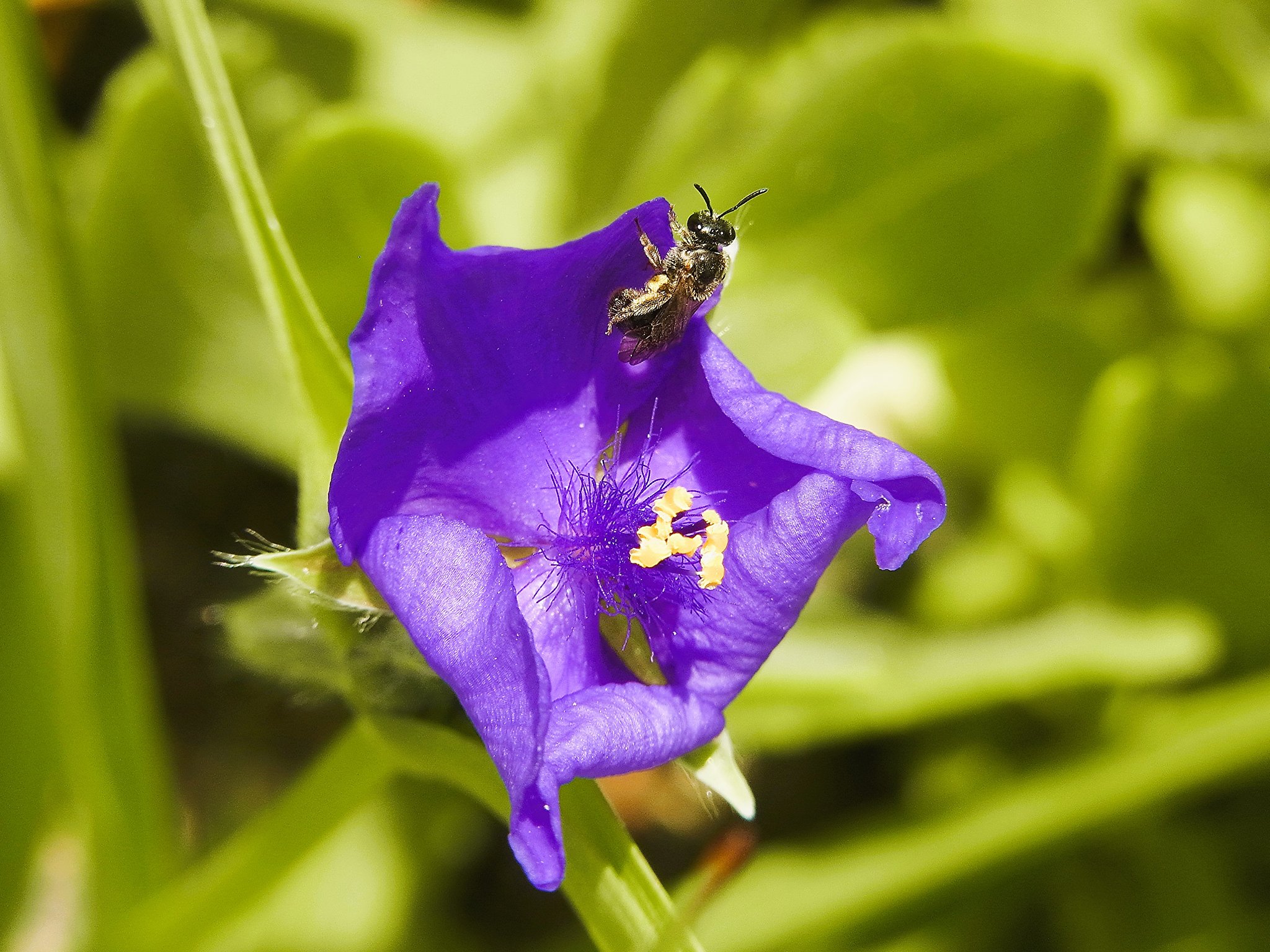好みの色の花に蜂が・・