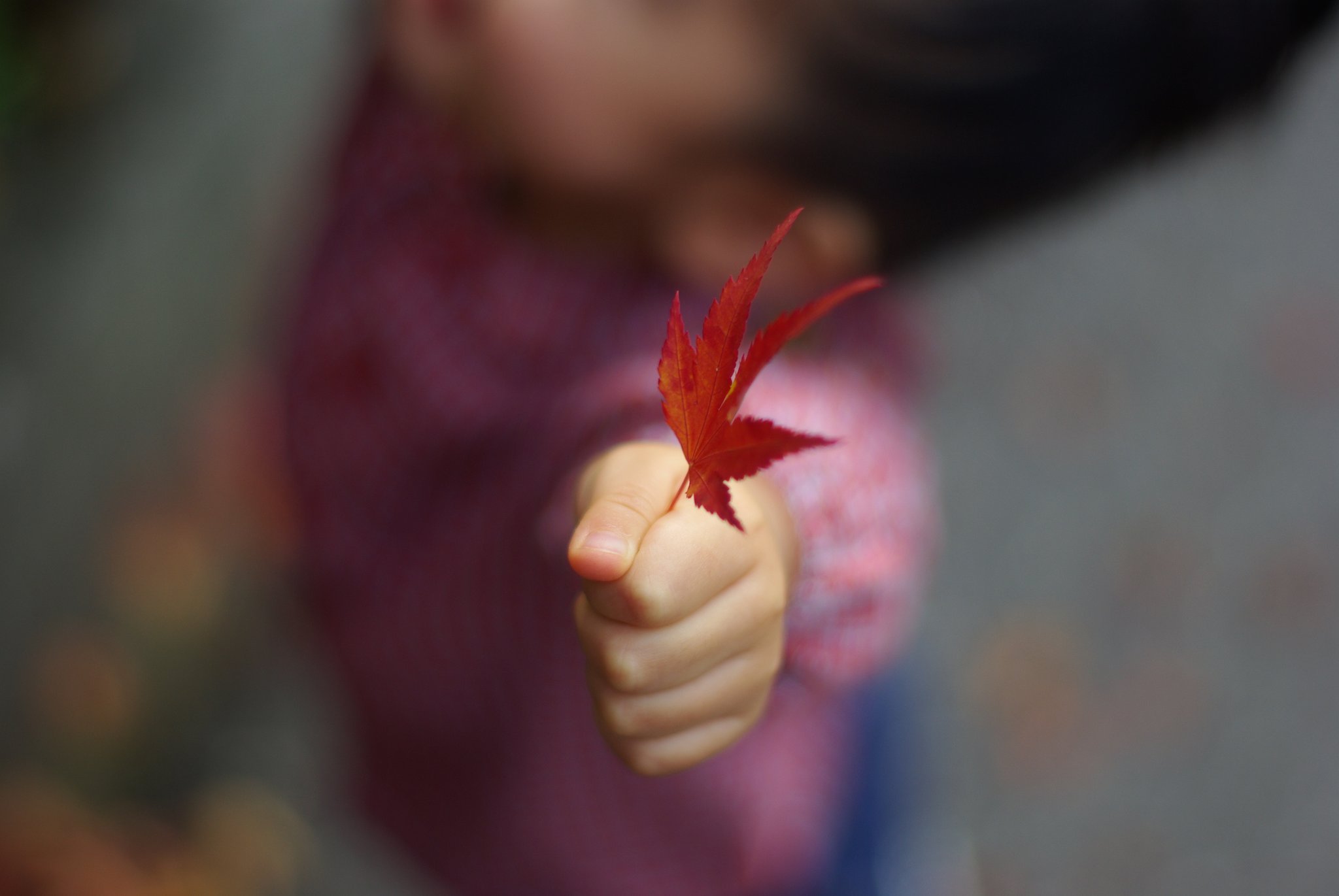 【記】紅葉