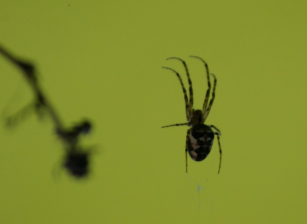Spider on hunting II