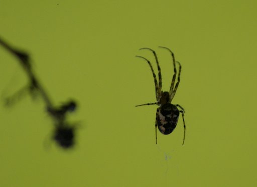 Spider on hunting II