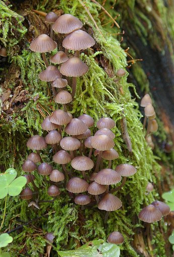 Funguses