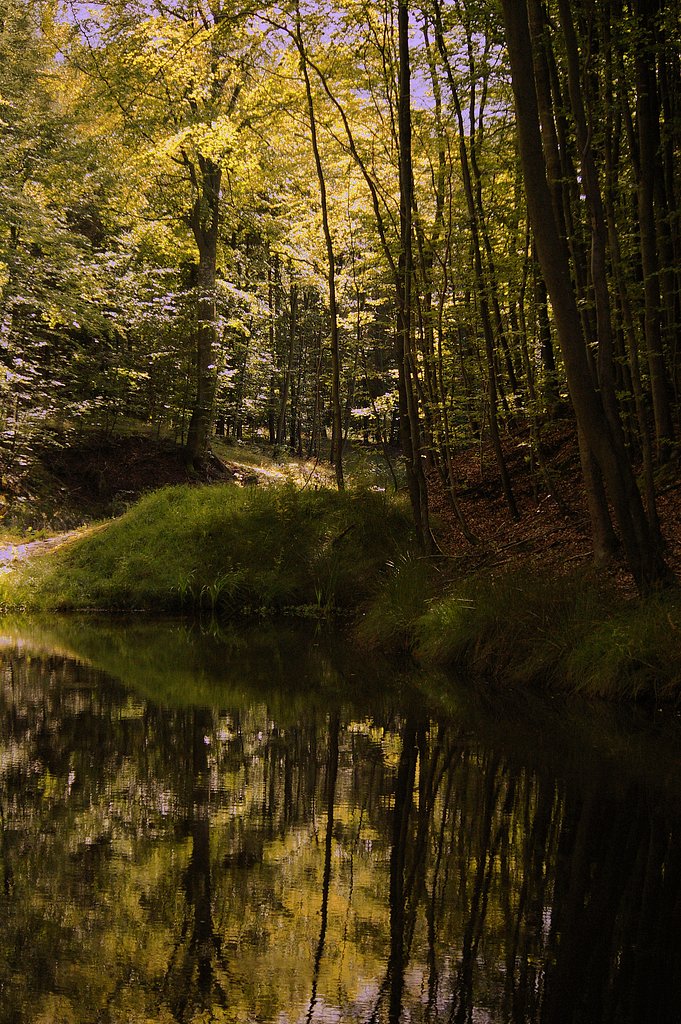 Forest and water II