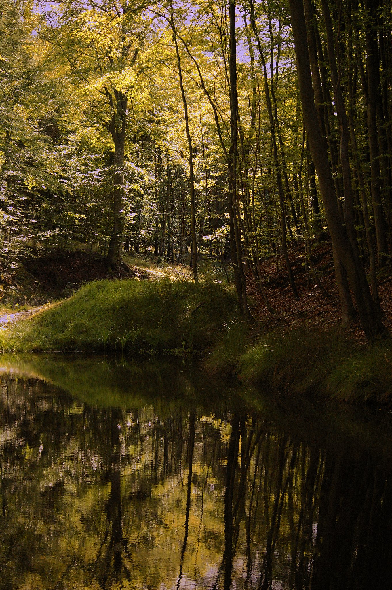 Forest and water II