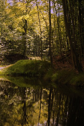 Forest and water II