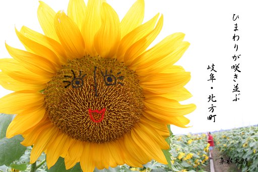 ひまわりあそび2