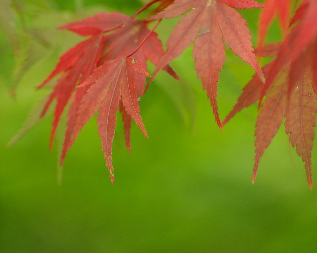 紅葉
