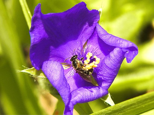 ムラサキツユクサと蜂