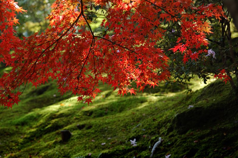 紅葉