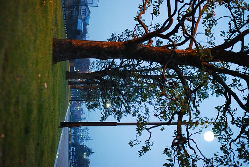 夕刻の公園