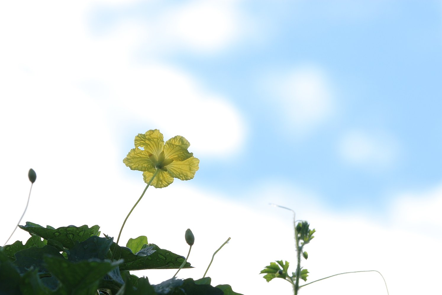 苦瓜の花