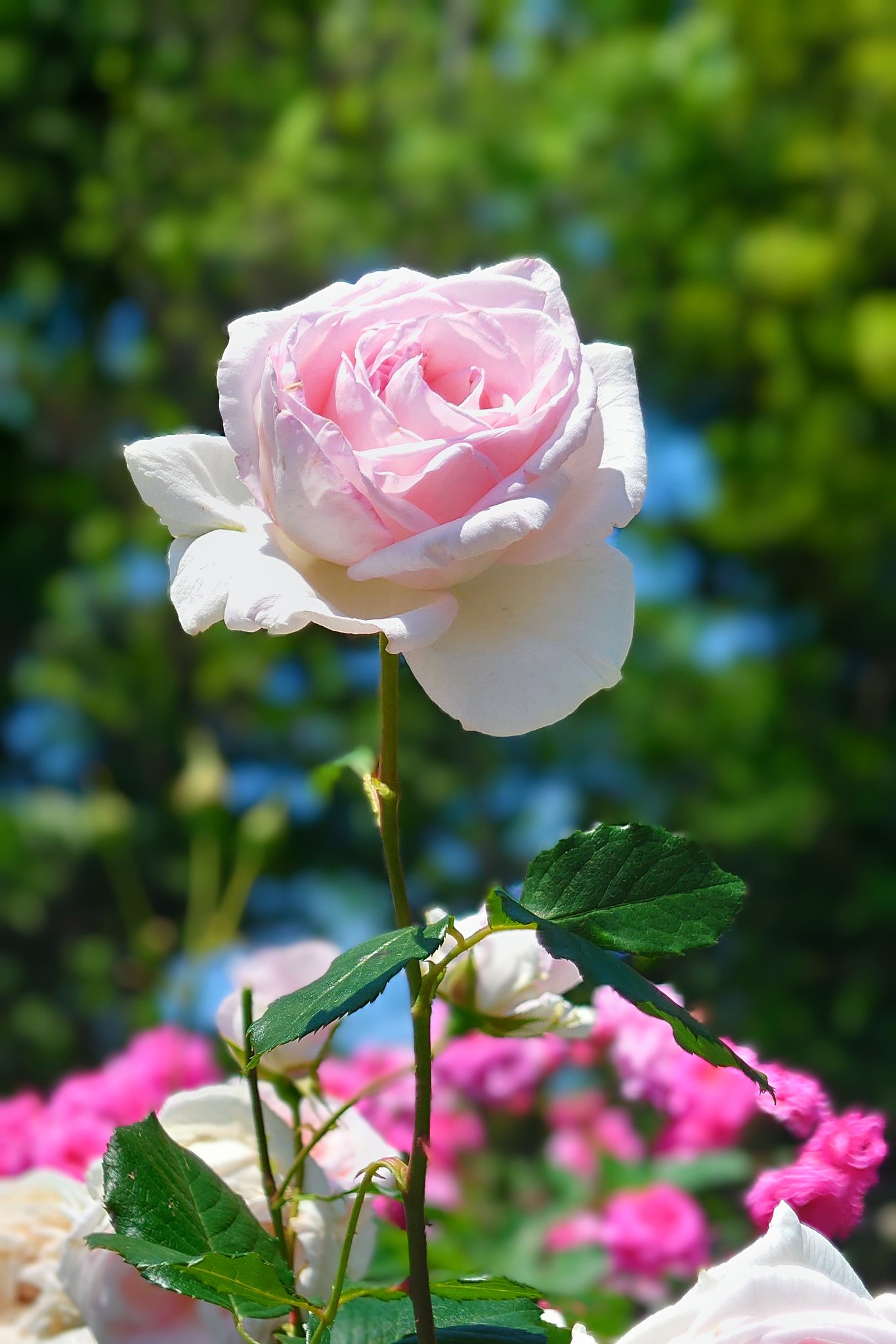 薔薇色の人生