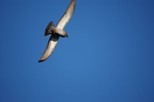鳩-飛行