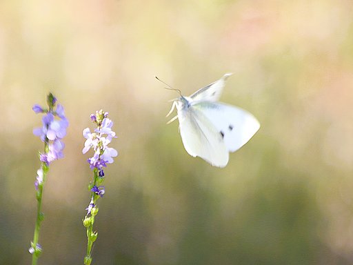 撮れました・・