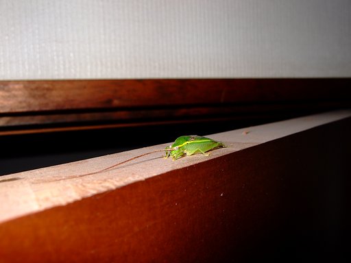 緑の物体・・・