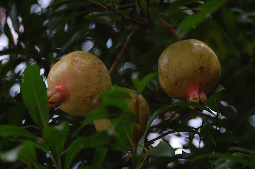 暮秋