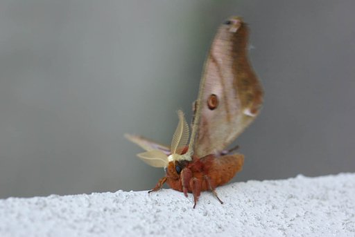 彼は何者でしょうか？
