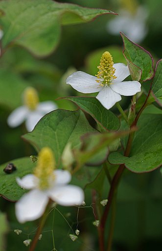 ドクダミの花
