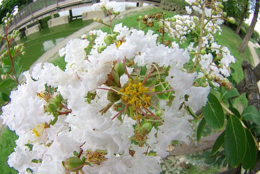 魚眼広角花撮り