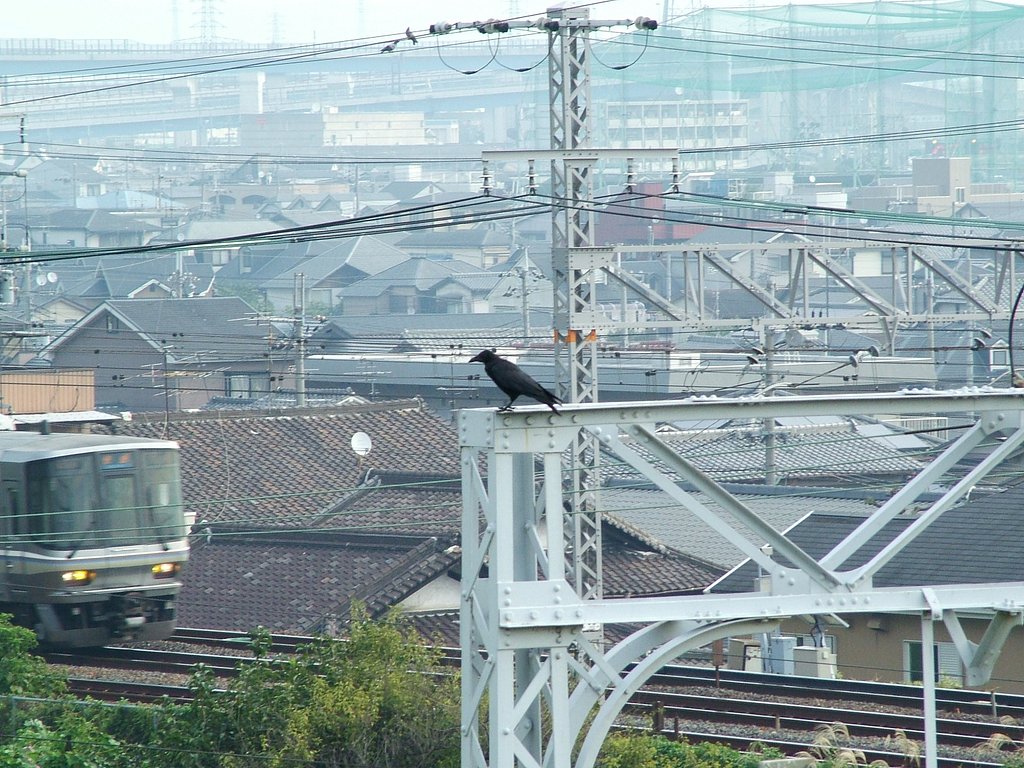 カラス