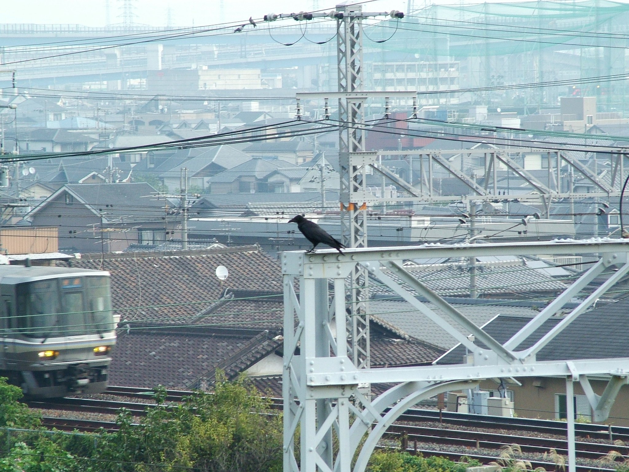 カラス