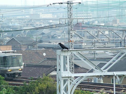 カラス